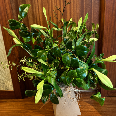 Lillies - Handtied of white lillies and foliage